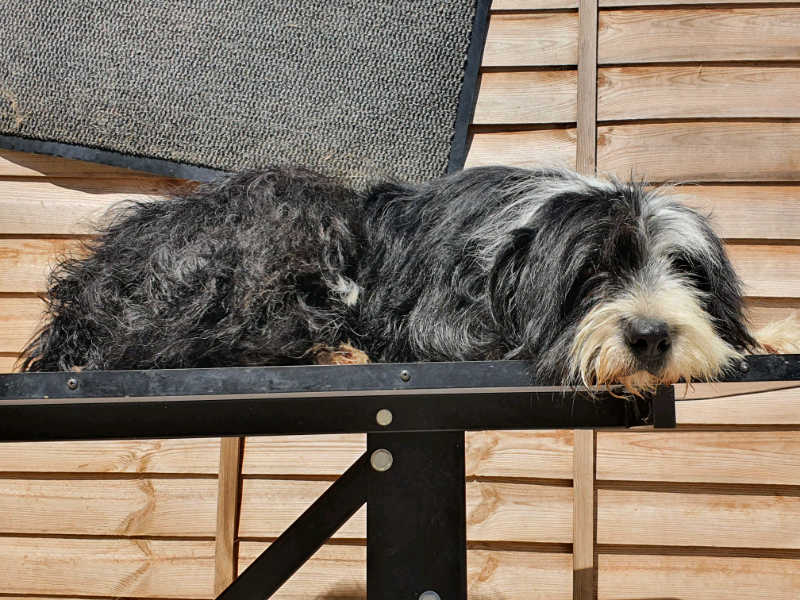 gumtree old english sheepdog